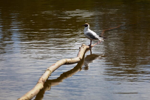 Mouette rieuse sur une branche morte