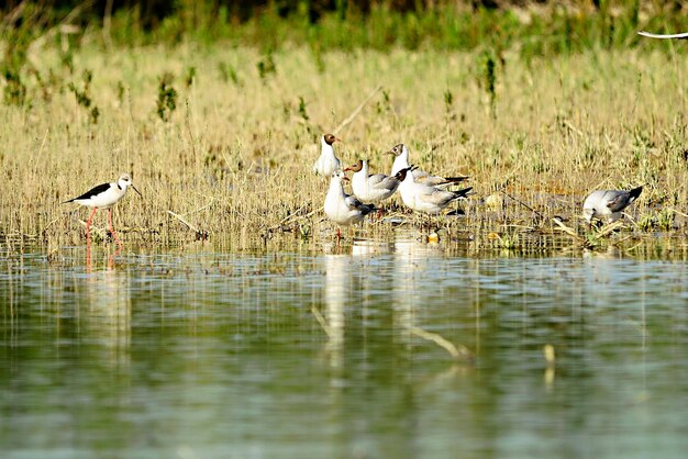 La mouette rieuse est une espèce d'oiseau caradriforme de la famille des laridés