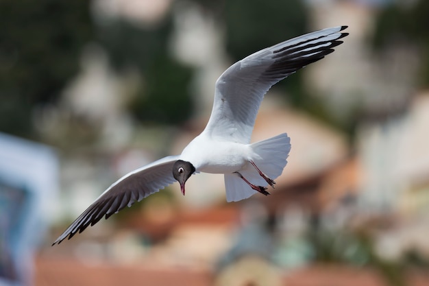 Mouette rieuse volant