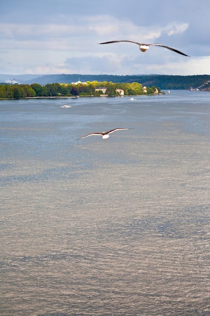 Mouette sur le rivage de la mer Baltique près de Stockholm