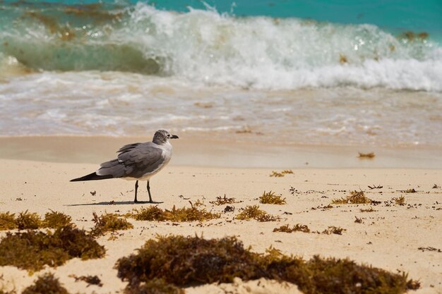 Mouette sur les rives de la mer des Caraïbes au Mexique