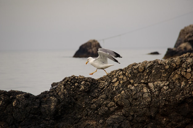 Mouette sur un rocher au bord de la mer