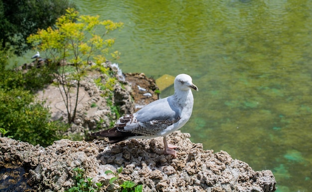 Mouette sur le rocher au-dessus de l'eau d'un étang