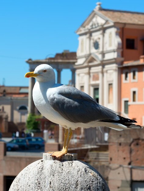 Mouette à Rome, Italie