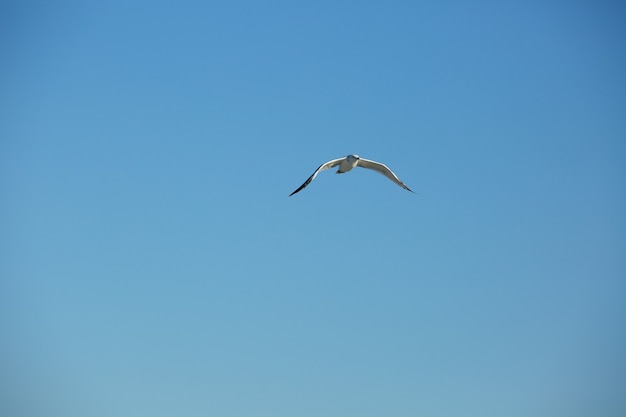 Mouette sauvage sur fond de ciel bleu naturel.