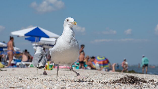 mouette se promène le long de la plage d'été remplie de touristes.