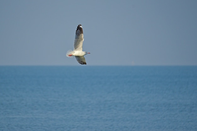 Une mouette solitaire déploie ses ailes dans les airs au-dessus de l&#39;océan.