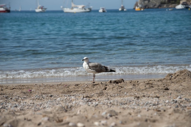 Une mouette solitaire sur la plage de Palma de Majorque