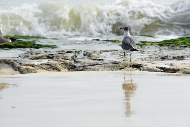 Une mouette solitaire se dresse sur la plage et regarde les vagues Une mouette admire une tempête sur la mer