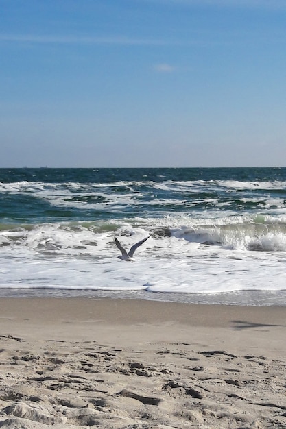 Une mouette solitaire vole au bord de la mer sur fond de ciel, de vagues mousseuses et de sable.