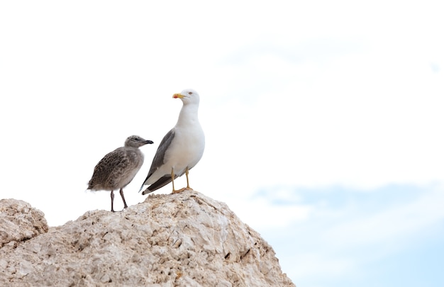 Photo mouette avec son poussin