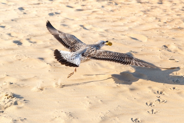 Mouette survole la plage avec de la nourriture dans son bec