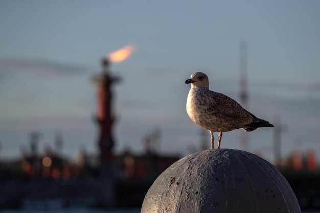 Une mouette tachetée au coucher du soleil est assise sur une sphère en pierre sur fond de colonne rostrale