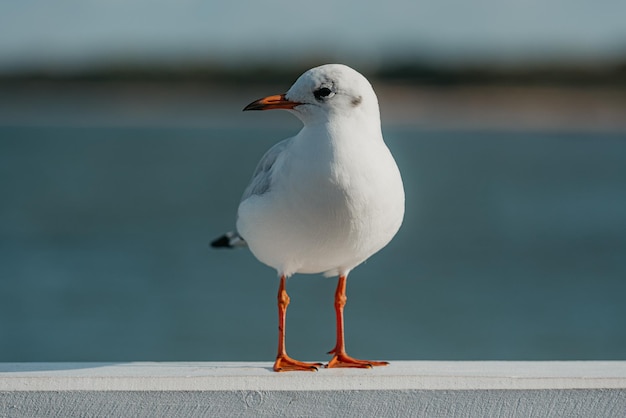 La mouette à tête noire adulte en plumage d'hiver sur une clôture de jetée sur la mer baltique