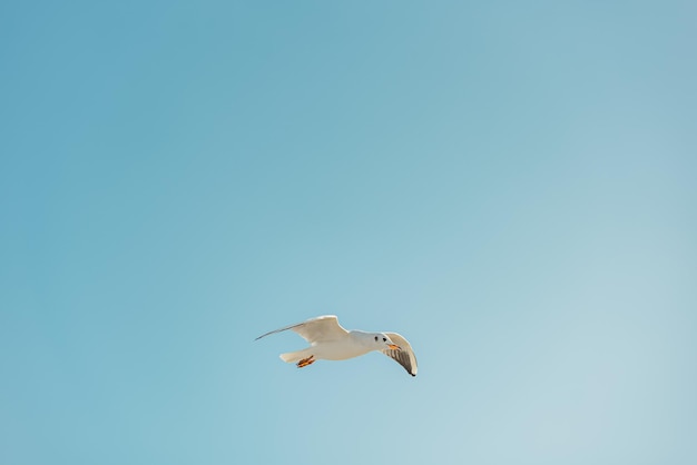 Photo la mouette à tête noire adulte en plumage d'hiver sur la mer baltique