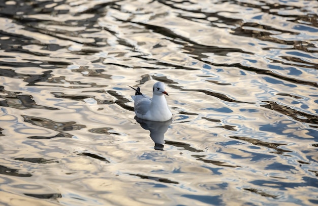 Mouette à tête noire sur le lac