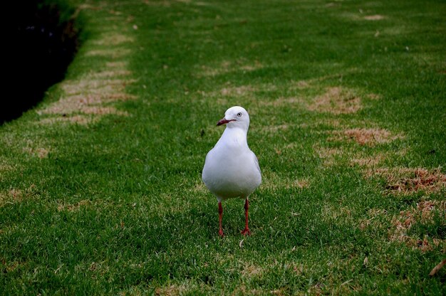 Photo mouette à tête noire