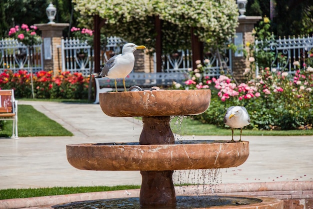 Mouette unique comme oiseau de mer sauvage dans la vue