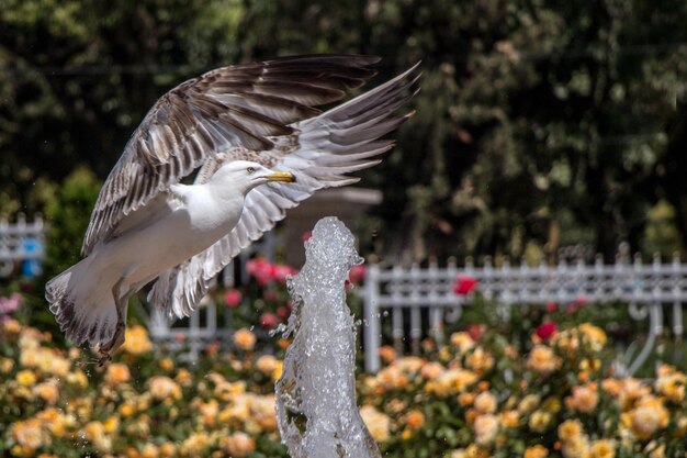 Mouette unique à côté d'une fontaine