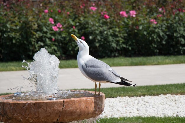 Mouette unique dans le parc avec des roses