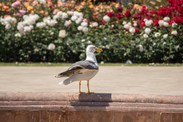 Mouette unique dans le parc