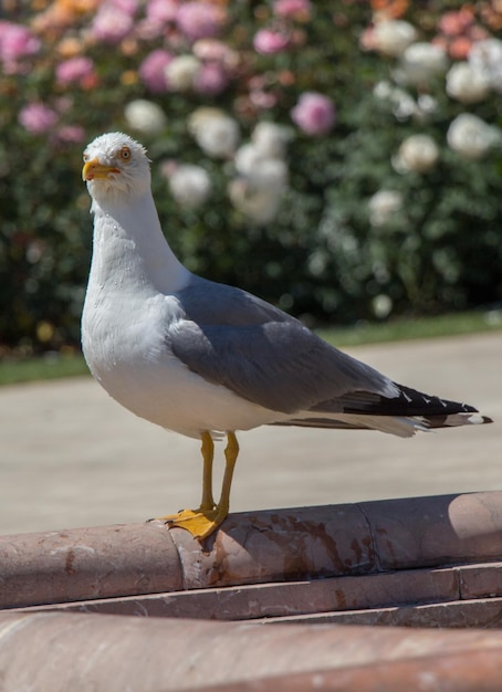 Mouette unique dans le parc