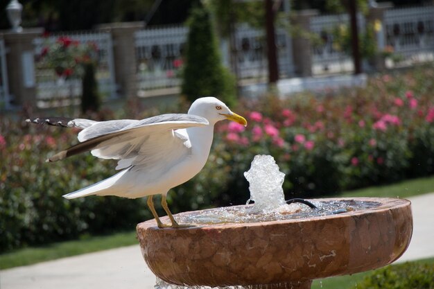 Mouette unique dans le parc