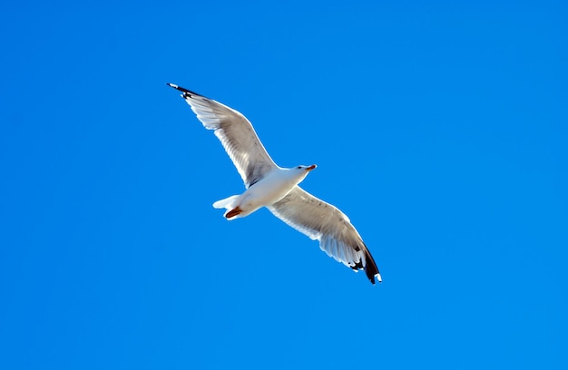 Mouette unique sur fond de ciel bleu en vol