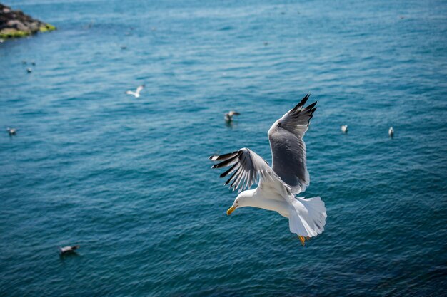 Mouette unique survolant la mer