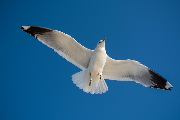 Mouette unique volant dans un ciel bleu