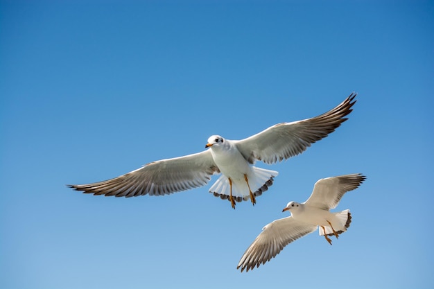 Mouette unique volant dans un ciel bleu