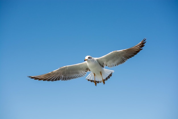 Photo mouette unique volant dans un ciel