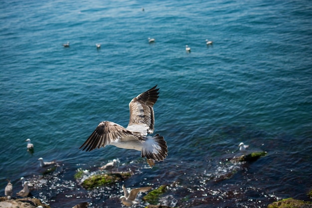 Mouette unique volant avec la mer en arrière-plan