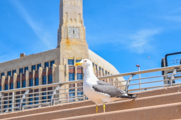 Mouette unique