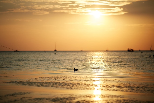 mouette sur les vagues de la mer sur fond de coucher de soleil ou d'aube.