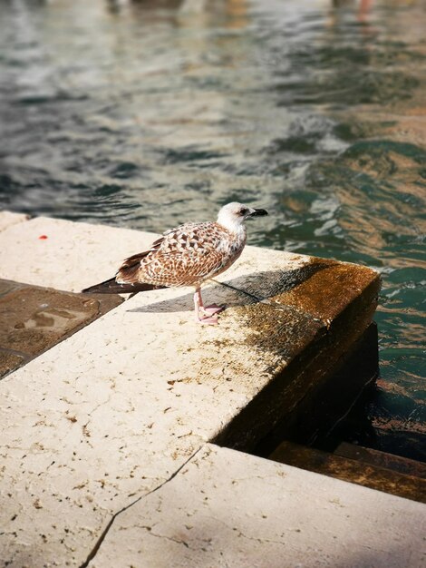 La mouette à Venise