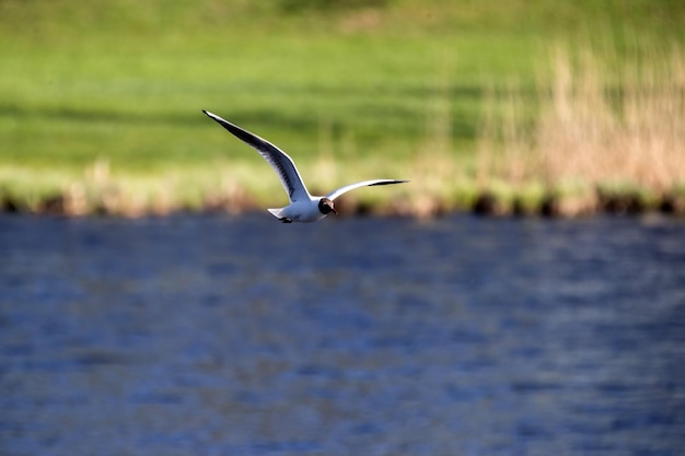 Mouette en vol aux ailes déployées sur fond d'eau et de rivage