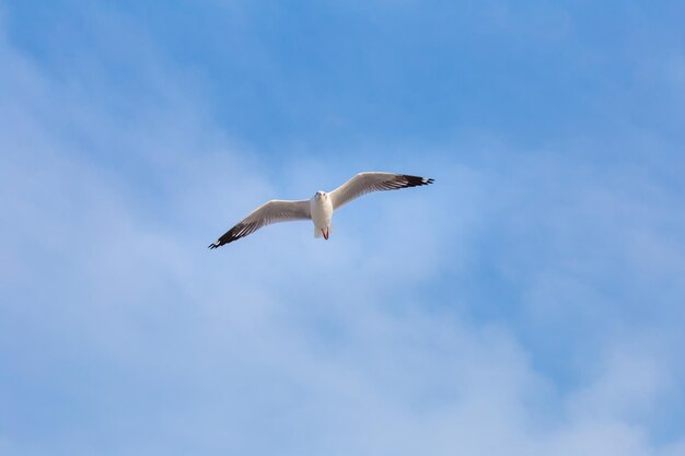 Mouette en vol dans le ciel bleu