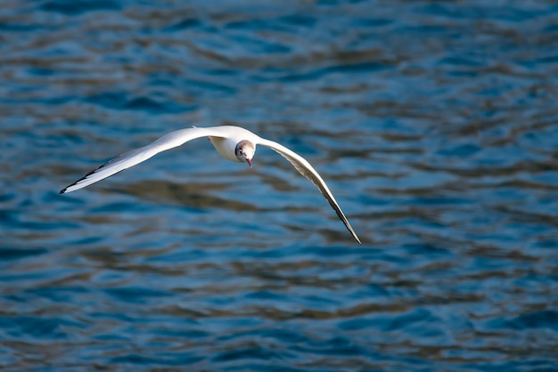 Mouette en vol