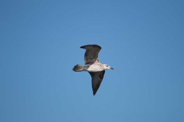 Mouette en vol