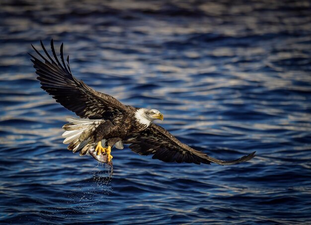 Photo une mouette volant au-dessus d'une eau