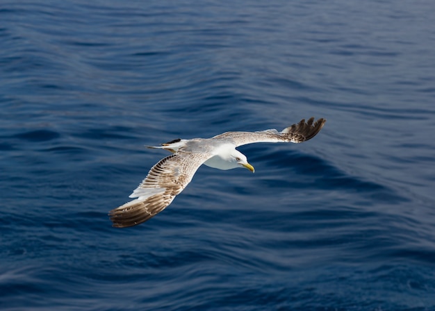 Mouette volant au-dessus de l'eau