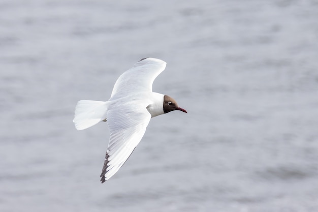 Mouette volant au dessus de l&#39;eau