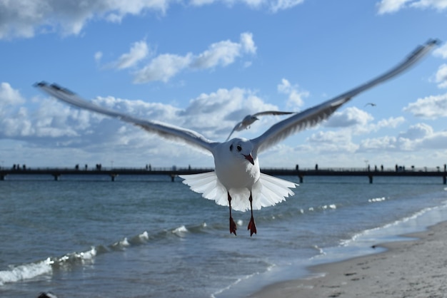 Photo une mouette volant au-dessus de la mer contre le ciel.