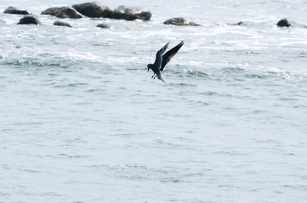 La mouette volant au-dessus de la mer