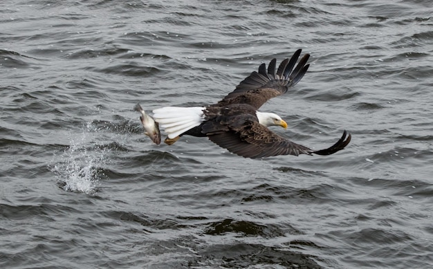 Photo la mouette volant au-dessus de la mer