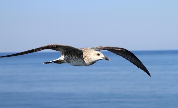 Mouette volant au-dessus de la mer