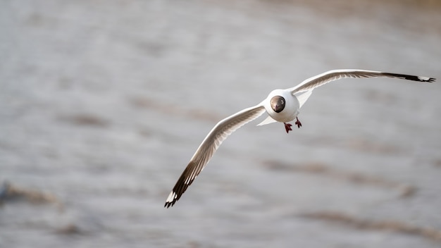 Mouette volant, au-dessus de l'océan