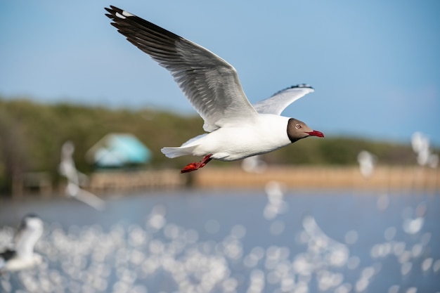 Mouette volant, au-dessus de l'océan