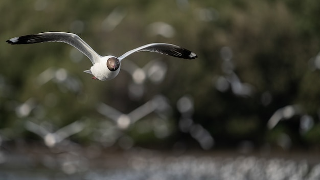 Mouette volant, au-dessus de l'océan